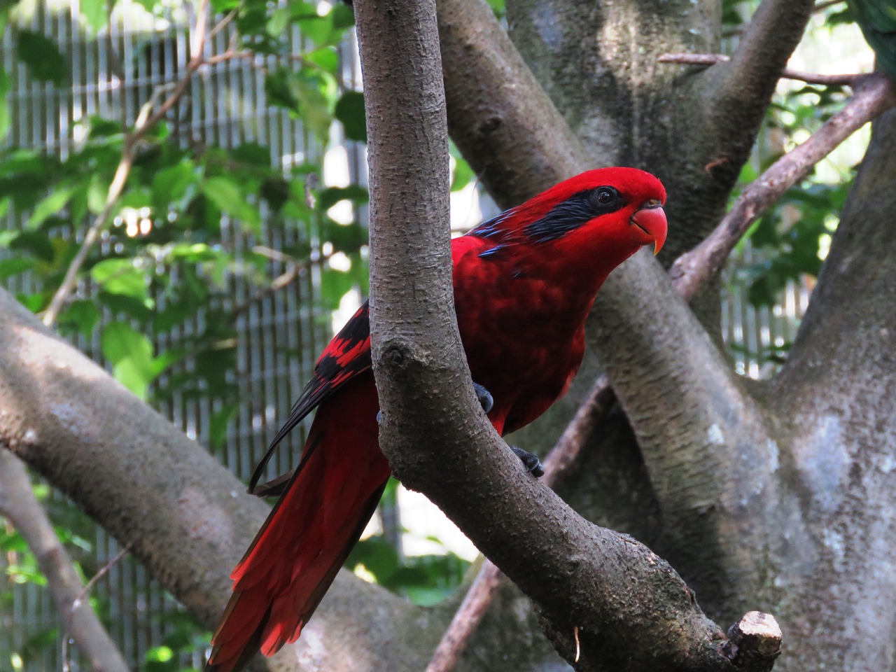 Papūga, Paukštis, Macaw, Gražus Paukštis, Mielas Paukštis, Spalvingas Papūgas, Spalva, Raudona, Raudona Nosis, Mielas