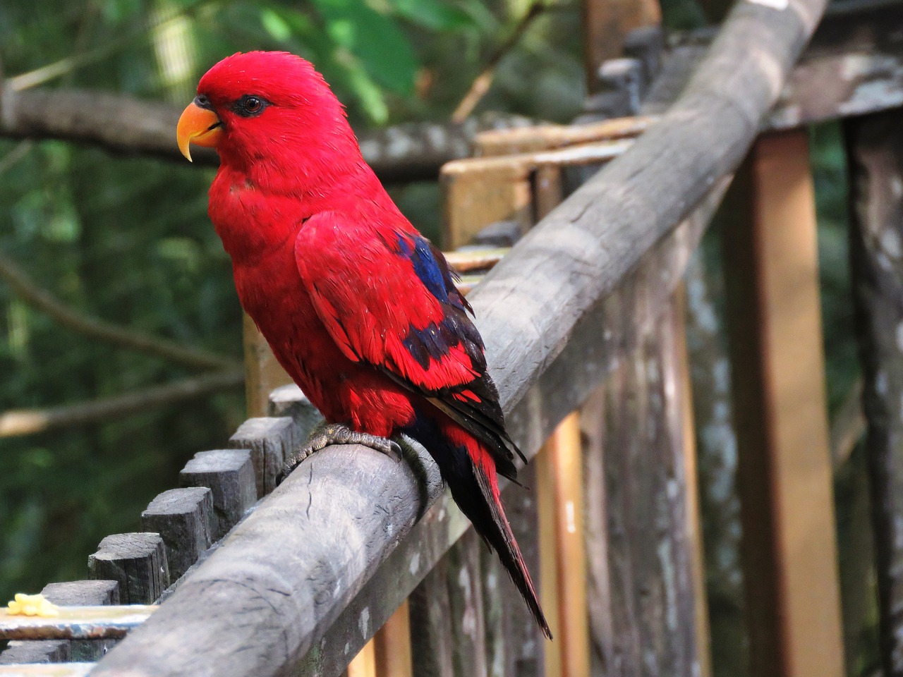 Papūga, Paukštis, Macaw, Gražus Paukštis, Mielas Paukštis, Raudonas Papūgas, Raudona Nosis, Mielas, Sėdi, Poilsis