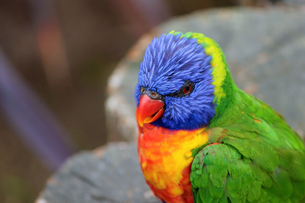 Papūga, Lorikeet, Trichoglossus Vaivorykštė, Paukštis, Mėlynas, Raudona, Sąskaitą, Spalvinga, Lori, Geltona