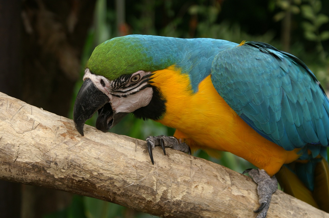 Papūga, Macaw, Paukštis, Didelis, Mėlynas, Spalvinga, Stiprus, Sustingęs, Laukinė Gamta, Atogrąžų