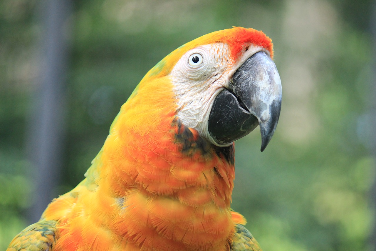 Papūga, Macaw, Žalias, Ave, Paukštis, Atogrąžų Paukštis, Gyvūnas, Džiunglės, Gamta, Egzotinė Paukštis