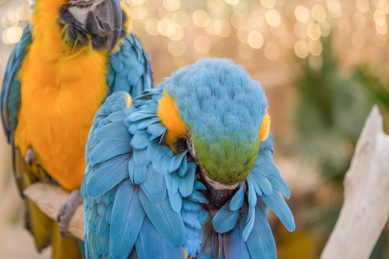 Papūga, Mėlynas, Atogrąžų, Paukštis, Gamta, Macaw, Laukinė Gamta, Gyvūnas, Laukiniai, Spalvinga