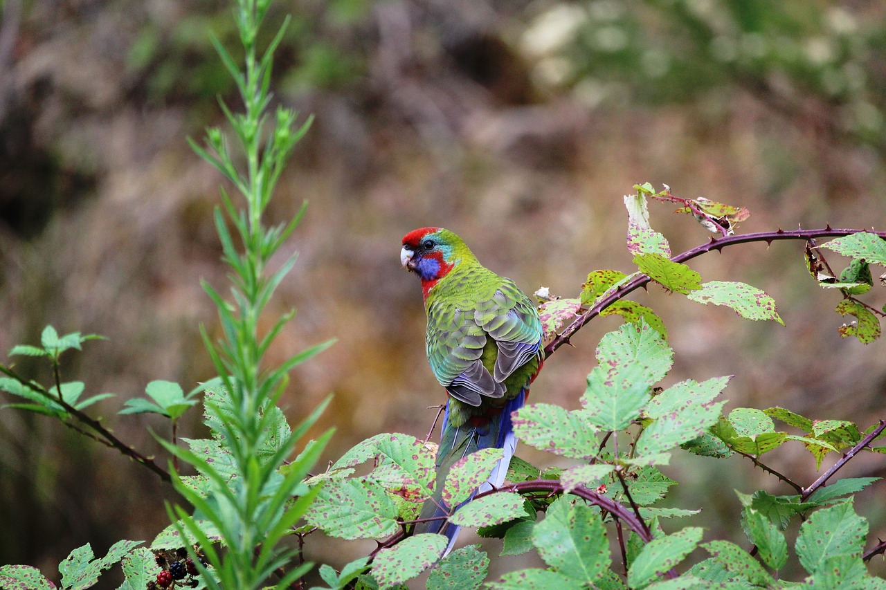 Papūga, Tamsiai Raudona, Rosella, Nepilnametis, Kūdikis, Jaunas, Jaunas, Uogos, Gervuogės, Maitinimas