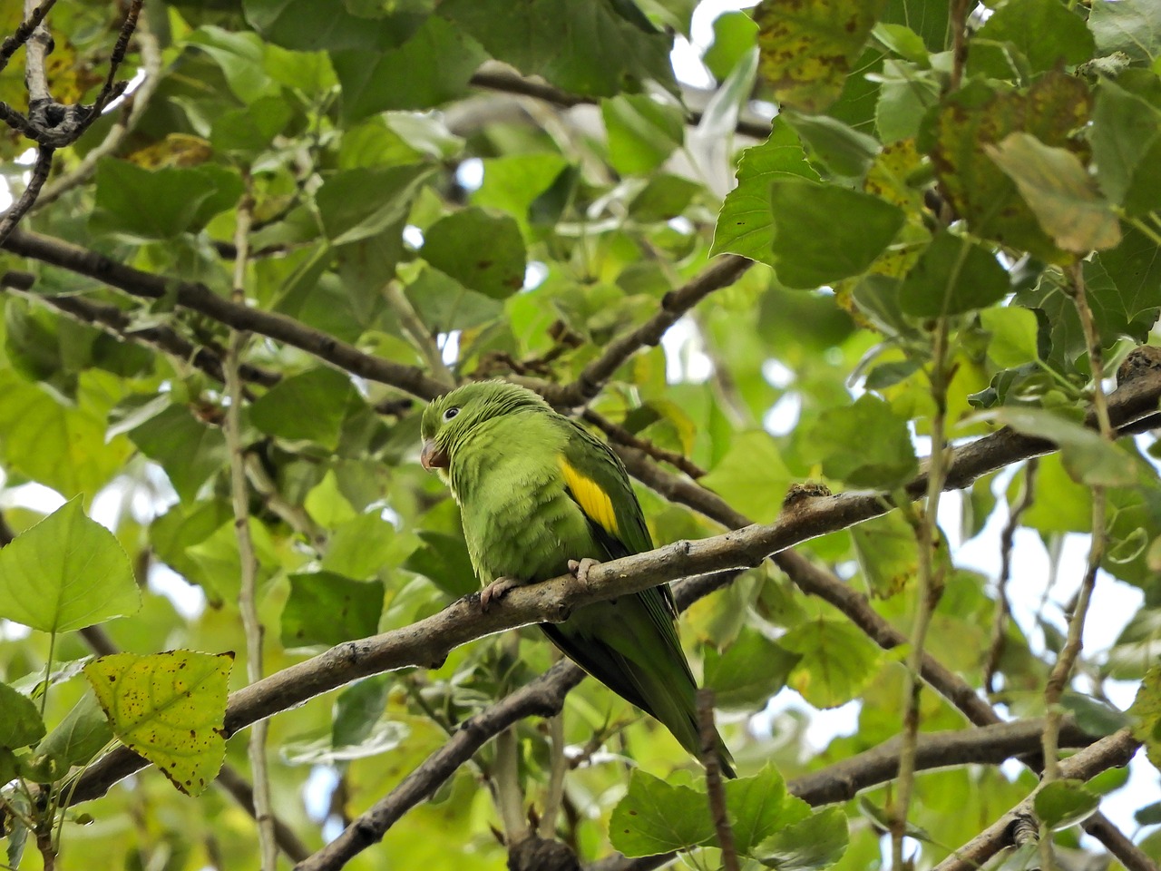 Papūga, Budgie, Gimtoji, Bolivija, Nemokamos Nuotraukos,  Nemokama Licenzija