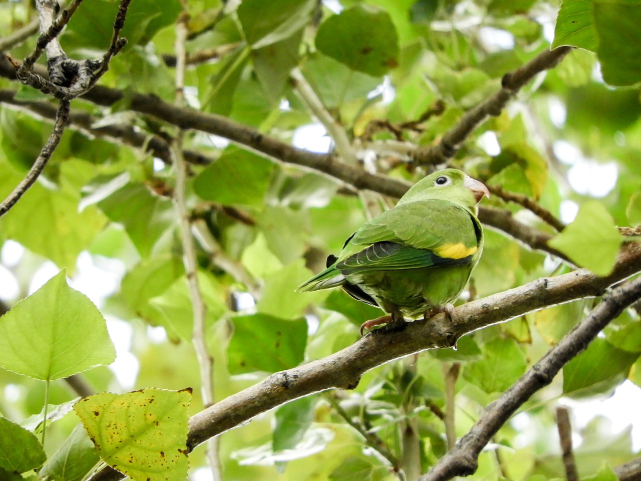 Papūga, Budgie, Gimtoji, Bolivija, Nemokamos Nuotraukos,  Nemokama Licenzija