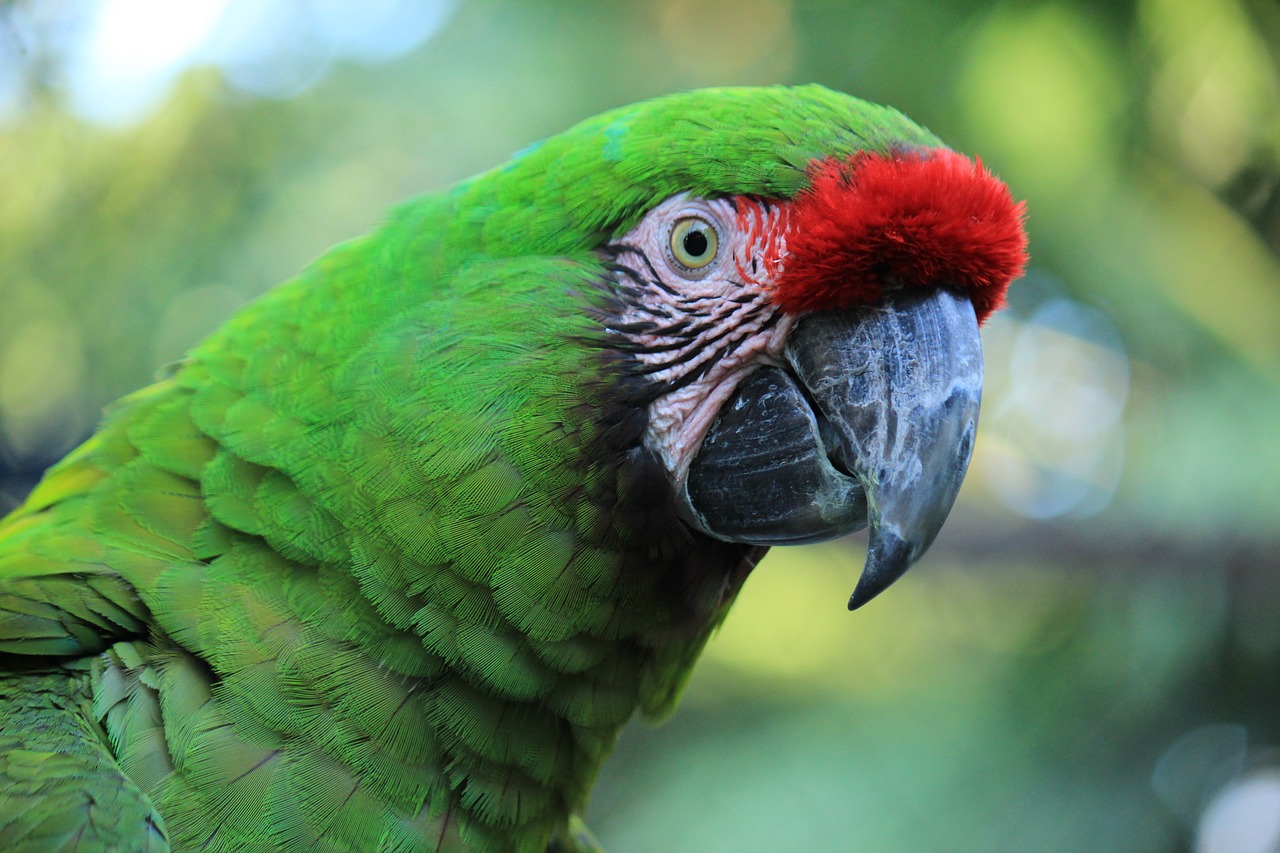 Papūga, Macaw, Raudona, Amazon, Ave, Paukštis, Atogrąžų Paukštis, Gyvūnas, Džiunglės, Gamta