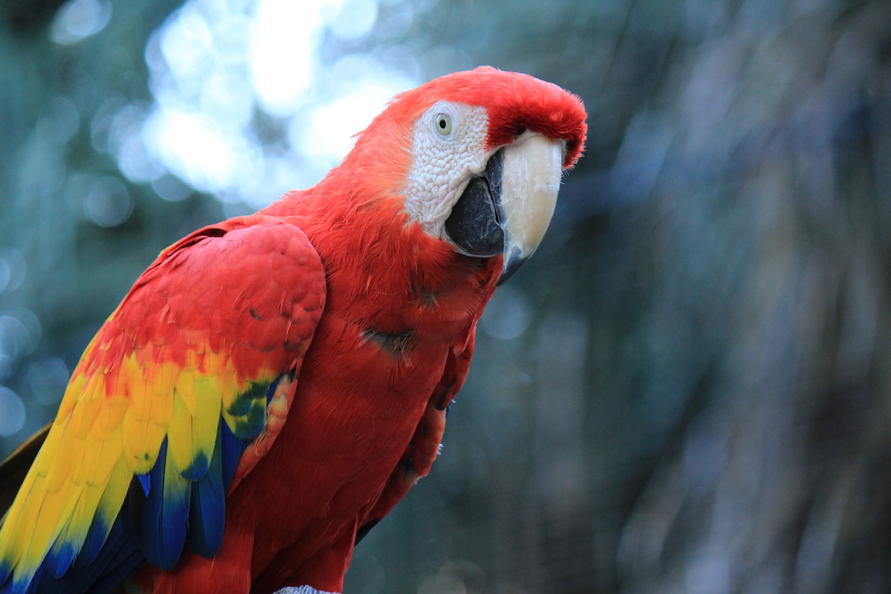 Papūga, Macaw, Raudona, Amazon, Ave, Paukštis, Atogrąžų Paukštis, Gyvūnas, Džiunglės, Gamta