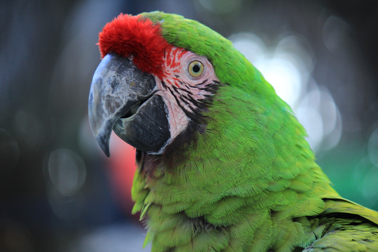 Papūga, Macaw, Raudona, Amazon, Ave, Paukštis, Atogrąžų Paukštis, Gyvūnas, Džiunglės, Gamta