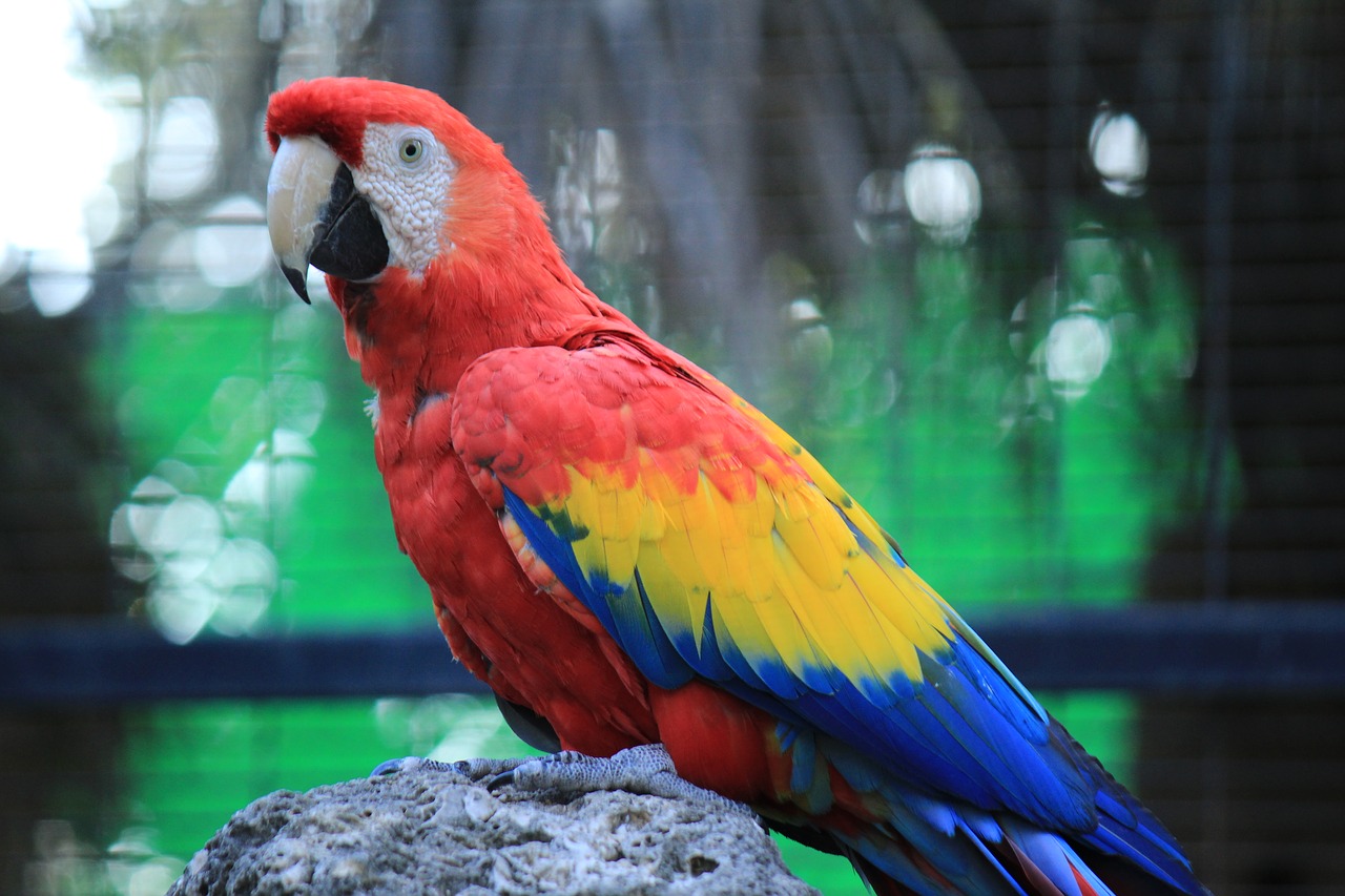 Papūga, Macaw, Raudona, Amazon, Ave, Paukštis, Atogrąžų Paukštis, Gyvūnas, Džiunglės, Gamta