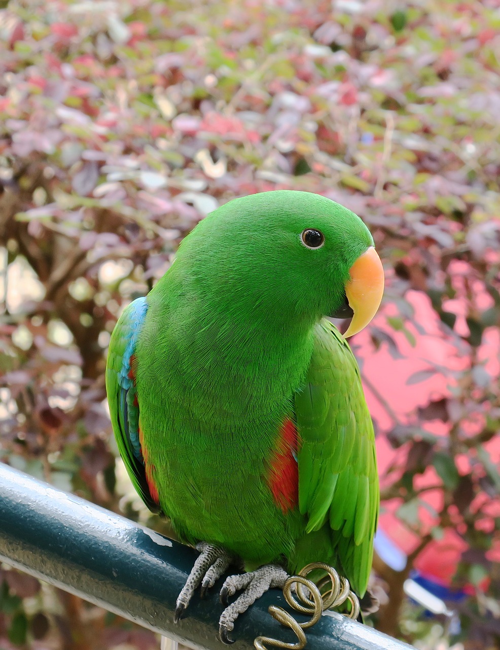 Papūga,  Mažas Papūgas,  Atogrąžų,  Paukštis,  Laukinė Gamta,  Gamta,  Laukiniai,  Macaw,  Plunksna,  Mielas