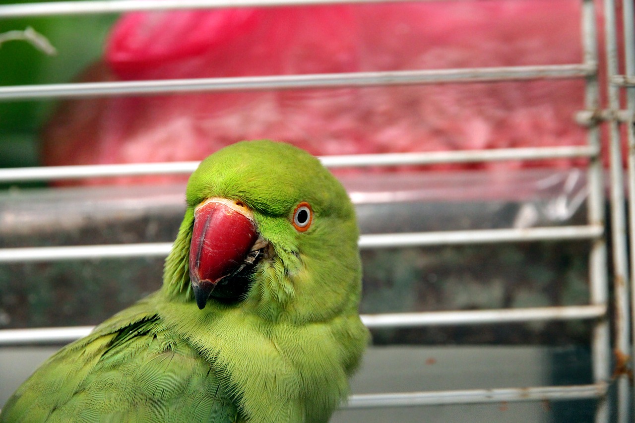 Parrot,  Psittacula Krameri,  Aleksandryn Papūga,  Indian Žiedine Papūga,  Paukštis,  Gyvūnai,  Gyvosios Gamtos,  Niekas,  Snapas,  Plunksnuočių Lenktynės