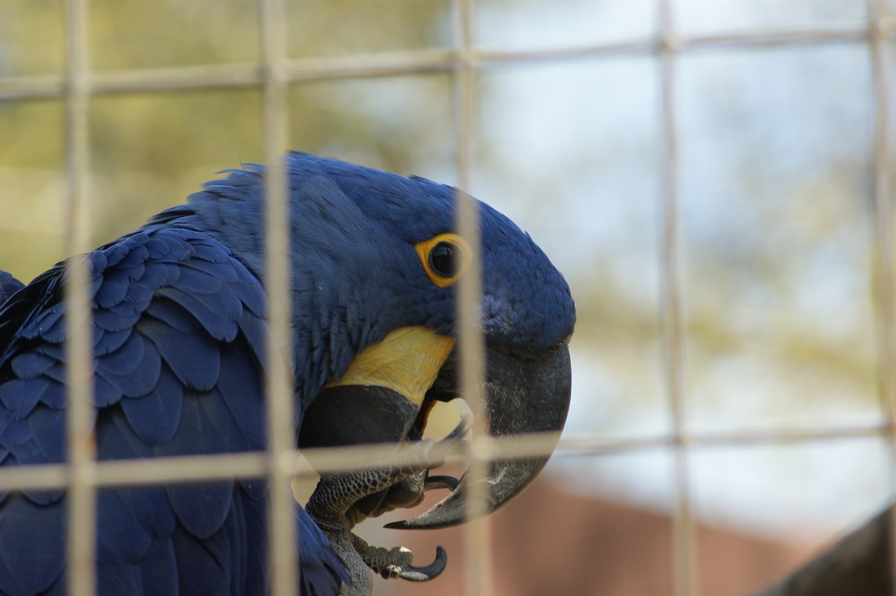 Parrot,  Zoo,  Paukštis,  Gyvūnas,  Pobūdį,  Tropical,  Spalvinga,  Ara,  Džiunglės,  Mėlyna