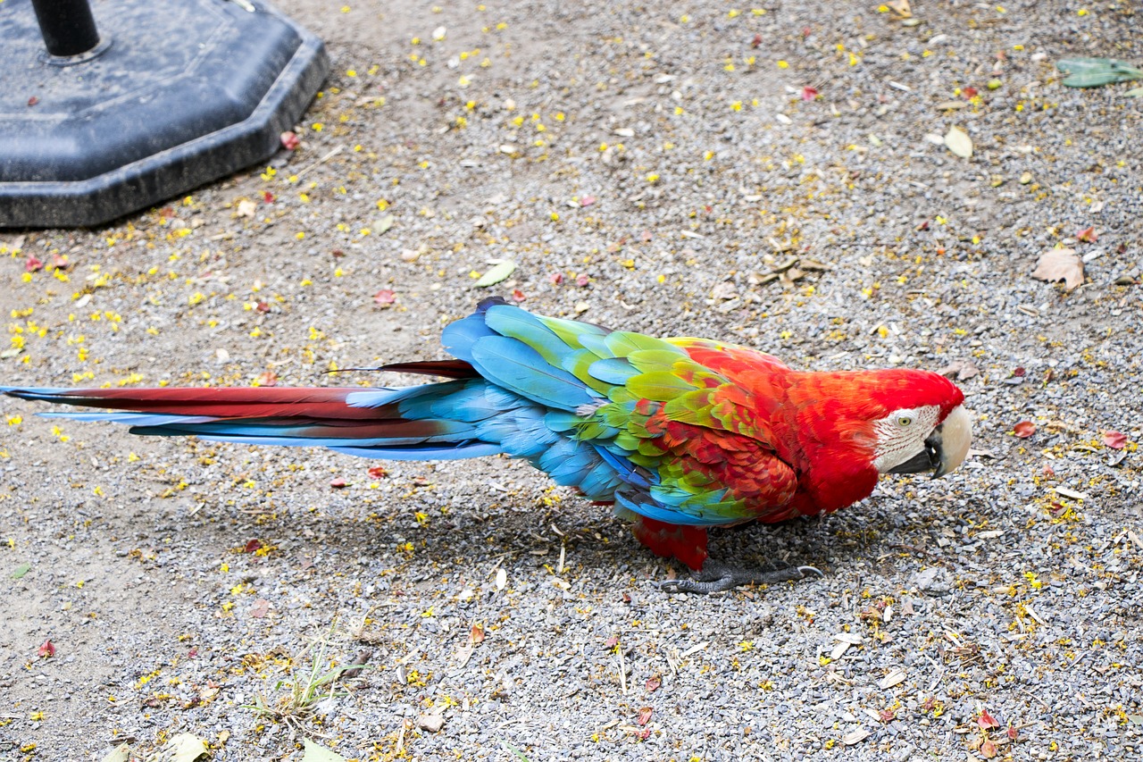 Parrot,  Gyvūnijos, Nemokamos Nuotraukos,  Nemokama Licenzija