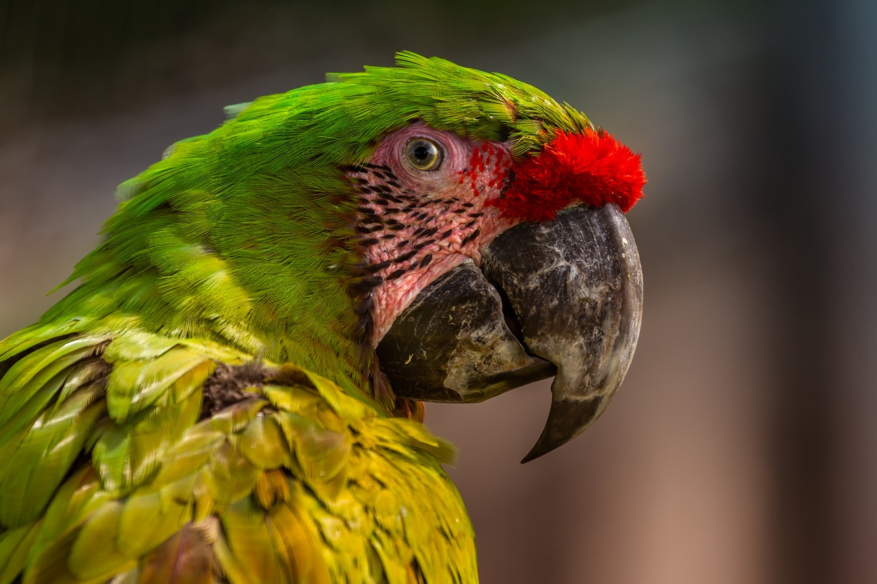 Parrot,  Spalvinga,  Ara,  Egzotiškas,  Snapas,  Gyvūnija,  Paukštis,  Plunksnų,  Plunksnos, Nemokamos Nuotraukos