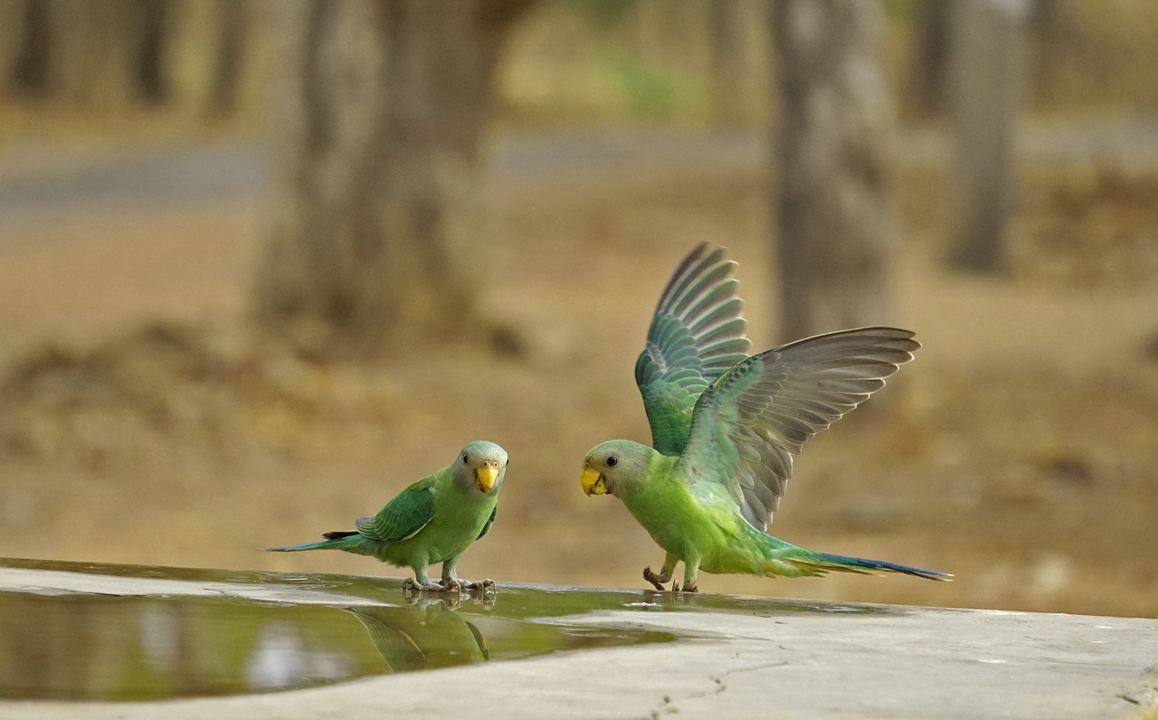 Parrot,  Indijos,  Žalias,  Gyvūnijos,  Bharat,  Banswara, Nemokamos Nuotraukos,  Nemokama Licenzija