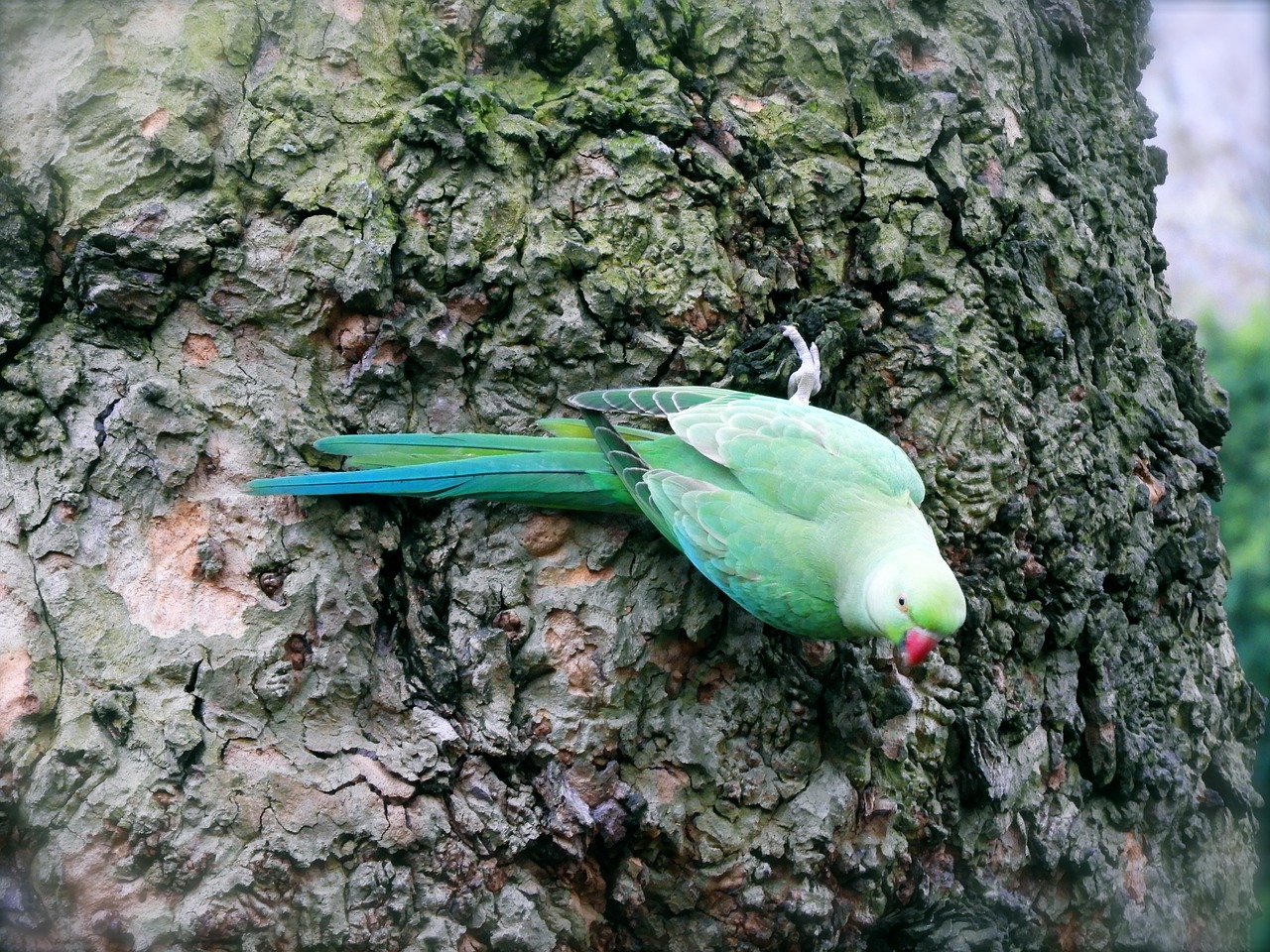 Parrot,  Hyde,  Parkas,  Žalias,  Plunksna,  Paukštis,  Gyvūnas,  Londonas,  Spalvinga,  Egzotiškas