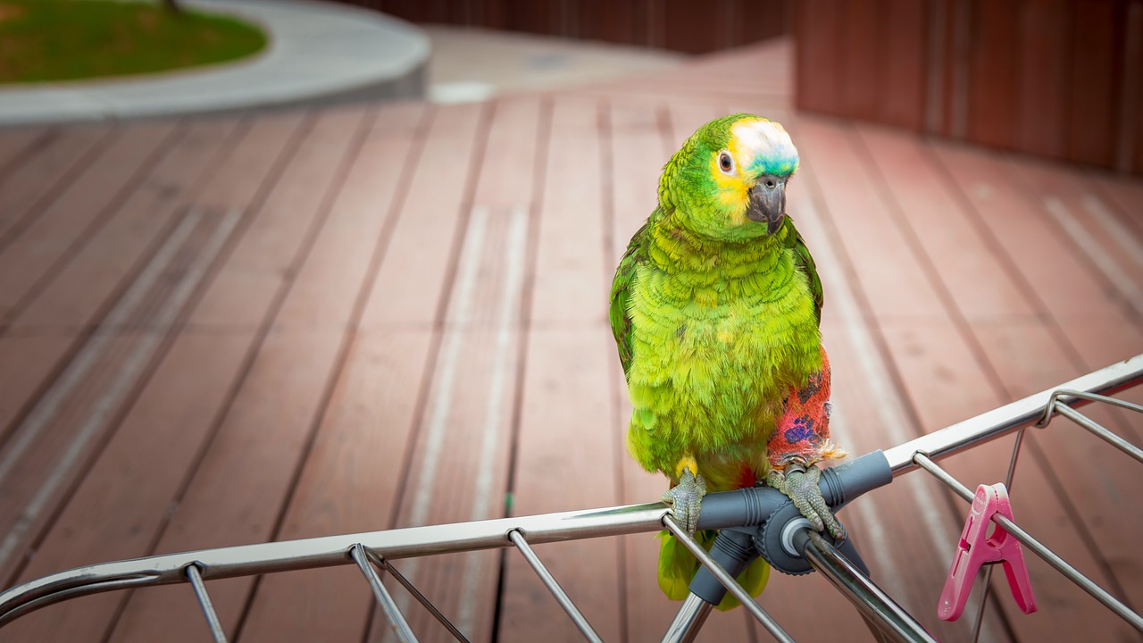 Parrot,  Paukštis,  Plunksnos,  Spalvinga,  Pobūdį,  Egzotiškas,  Gyvūnas,  Plunksna,  Spalva,  Žalias