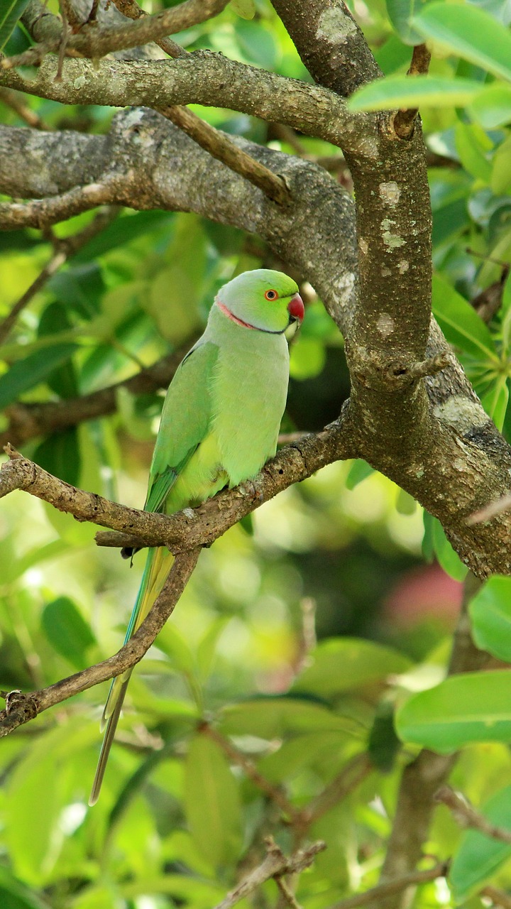 Parrot,  Paukštis,  Paukščių,  Egzotiškas,  Plunksnos,  Spalvinga,  Pobūdį,  Plunksna,  Galva,  Žalias