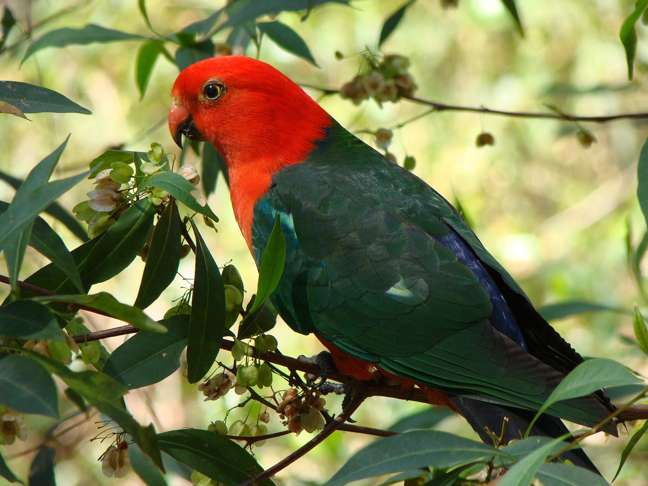 Parrot,  Paukštis,  Karalius-Papūga,  Spalvingas, Nemokamos Nuotraukos,  Nemokama Licenzija