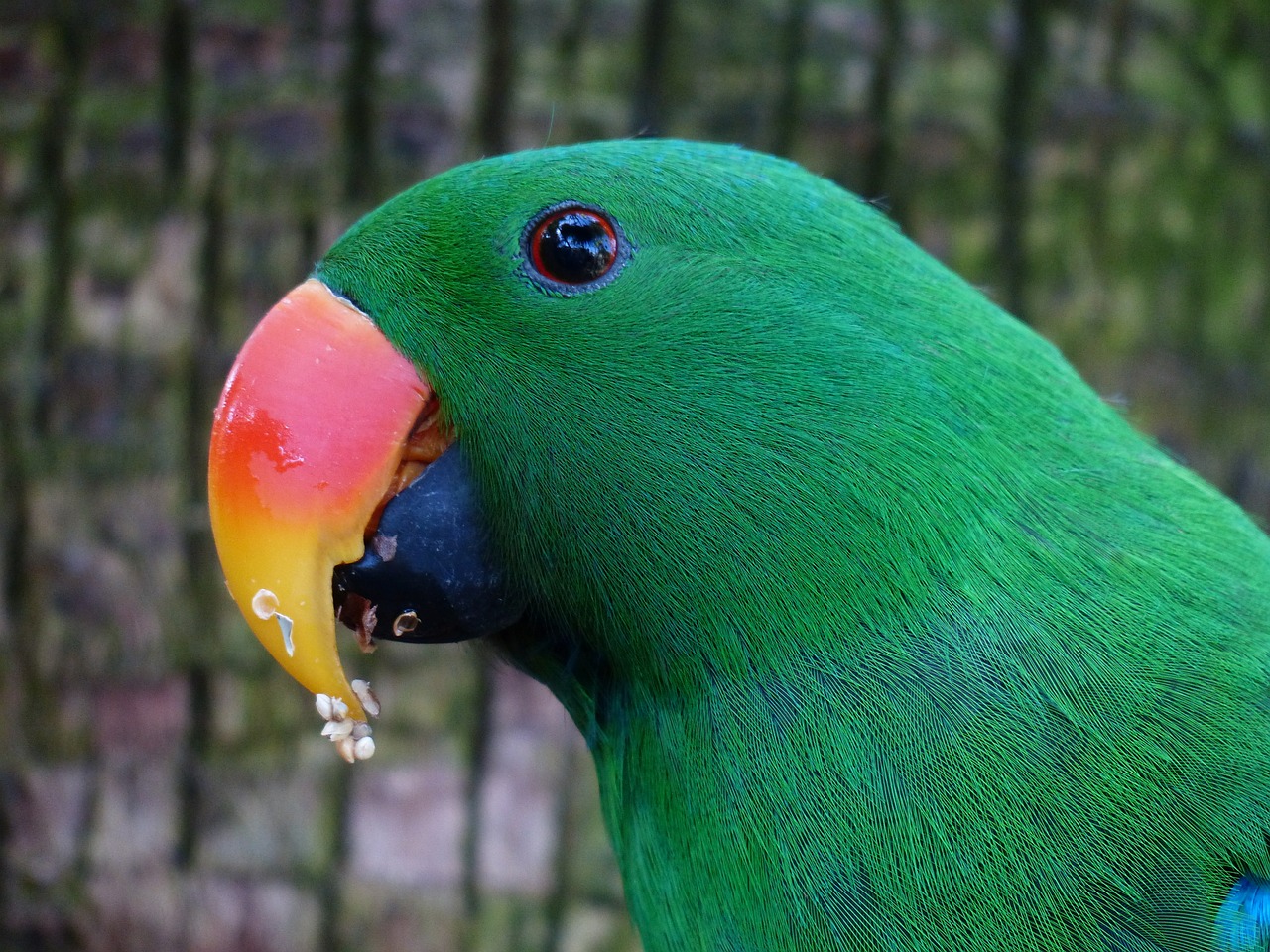 Papūga, Sąskaitą, Raudona Oranžinė, Plumėjimas, Žalias, Spalvinga, Atrodo, Žiūrėti, Eclectus, Maistas