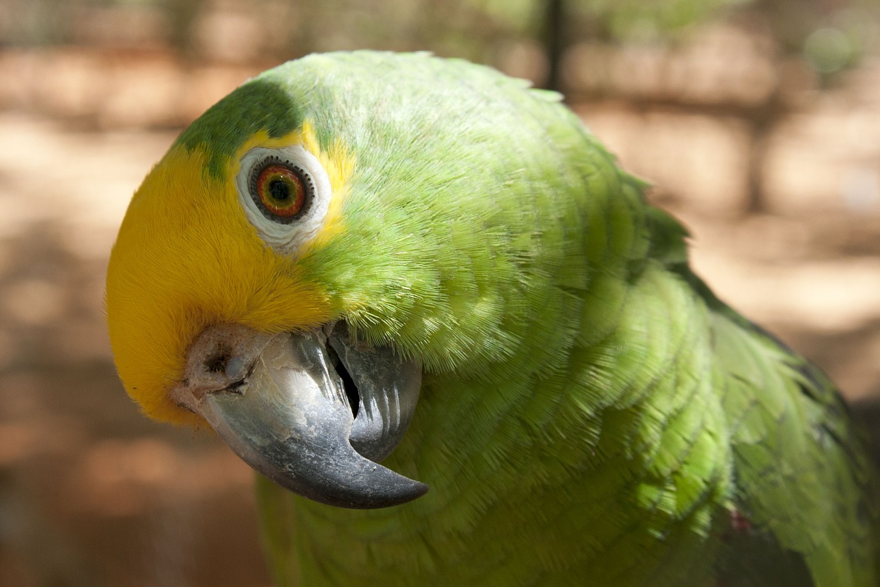 Papūga, Ave, Paukštis, Gyvūnai, Spalva, Nelaisvė, Parrot Cariamarillo, Raudona Priekinė Dalis, Piko, Amazona Autumnalis