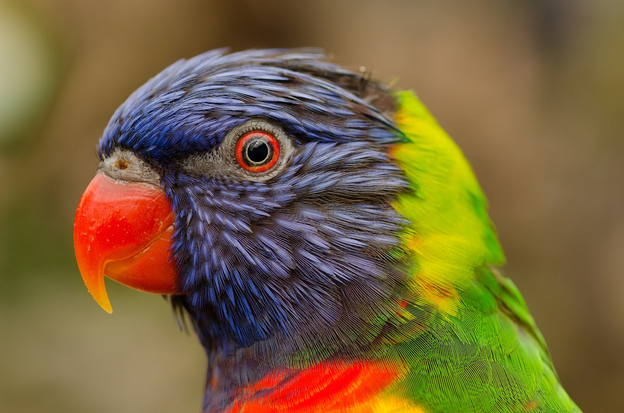 Papūga, Spalvinga, Paukštis, Plunksnos, Lory, Lorikeet, Akis, Egzotiškas, Nemokamos Nuotraukos,  Nemokama Licenzija