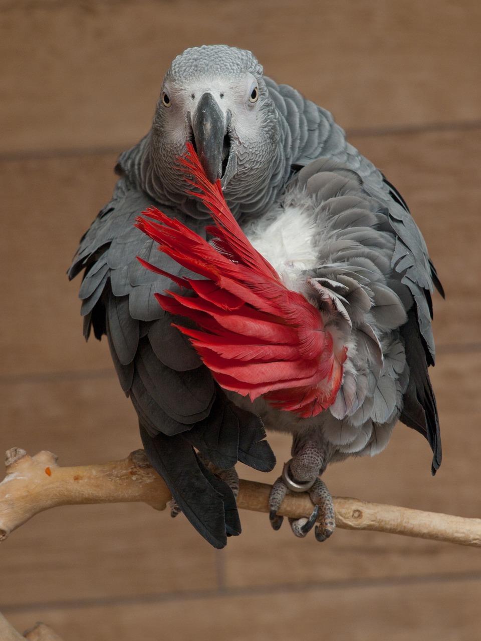 Papūga, Psittacus Erithacus, Arabų Pilka Papūga, Pilkas Papūgas, Kongo Afrikiečių Pilka Papūga, Laukinė Gamta, Paukštis, Gyvūnas, Fauna, Nemokamos Nuotraukos