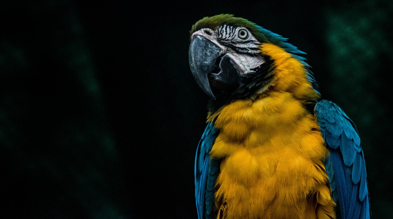 Paprikos Macaw, Paukštis, Papūga, Gamta, Spalvinga, Spalva, Geltona, Džiunglės, Nemokamos Nuotraukos,  Nemokama Licenzija