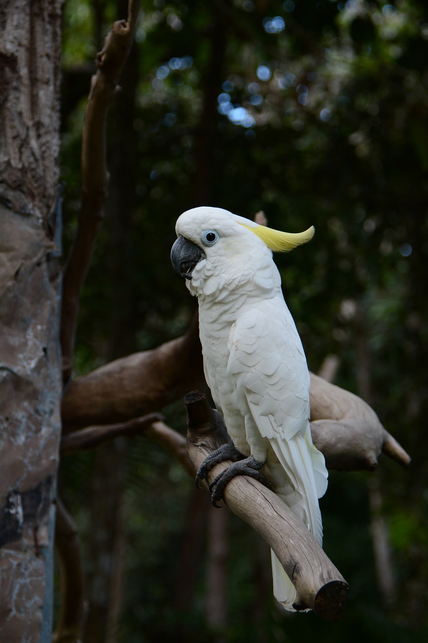 Paprikos Macaws, Zoologijos Sodų Forumai, Balta, Nemokamos Nuotraukos,  Nemokama Licenzija