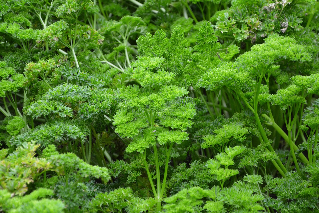 Petražolės, Persilių Šakos, Prieskoniai, Aromatiniai, Skonis, Aromatinė Augalija, Maistas, Galia, Kvepalai, Sodo Augalas