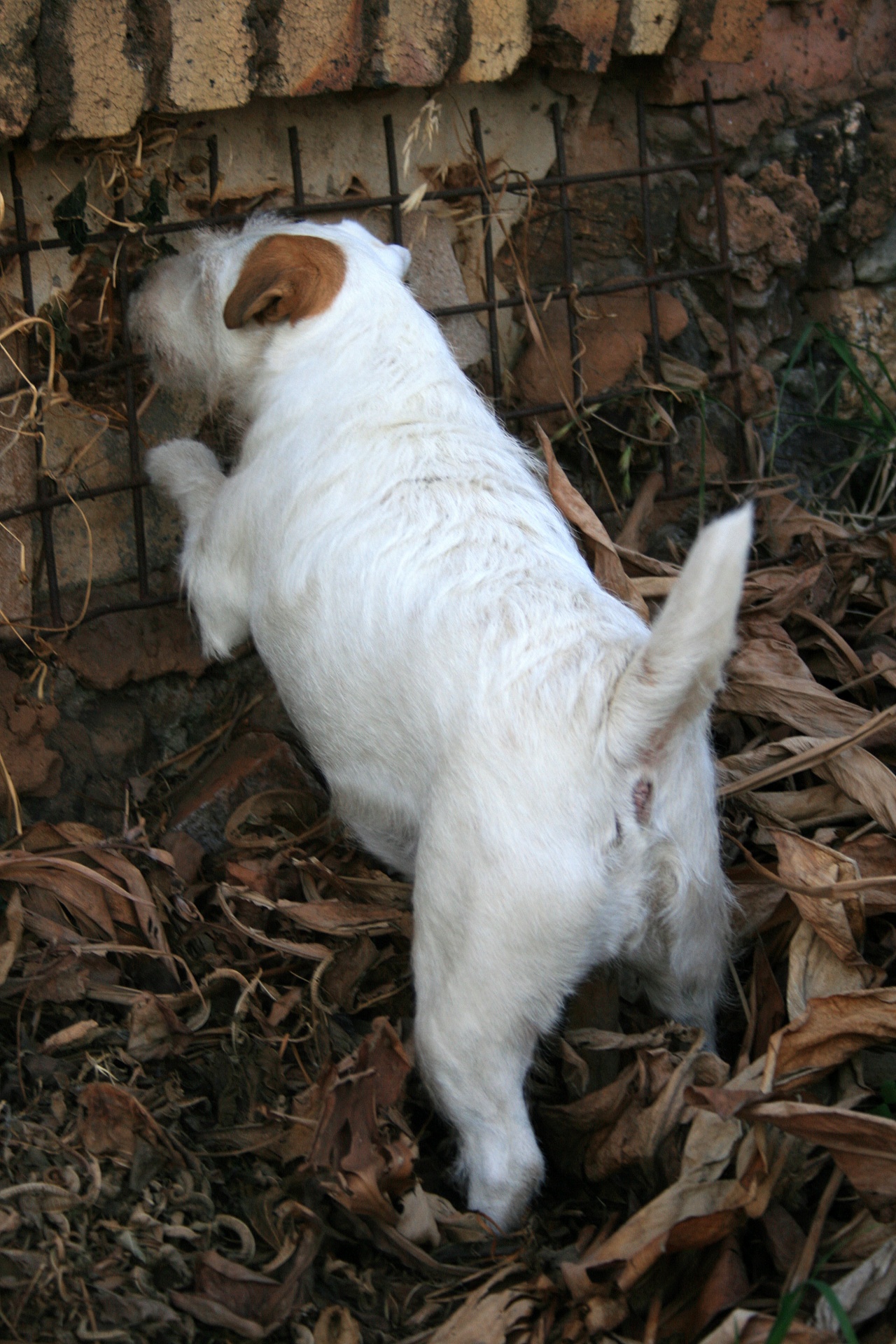 Šuo,  Balta,  Terjeras,  Tvora,  Siena,  Apsauga,  Parson Jack Russell Perimetre, Nemokamos Nuotraukos,  Nemokama Licenzija