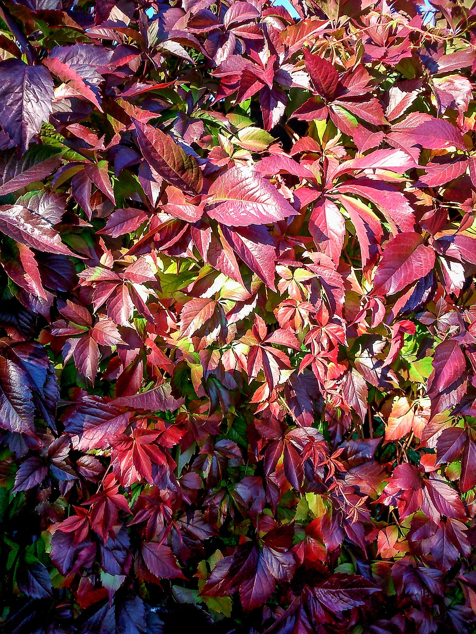 Parthenocissus, Raudoni Lapai, Ruduo, Augalas, Raudona, Gyvoji Gamta, Rudens Lapas, Aukso Ruduo, Gamta, Lapai