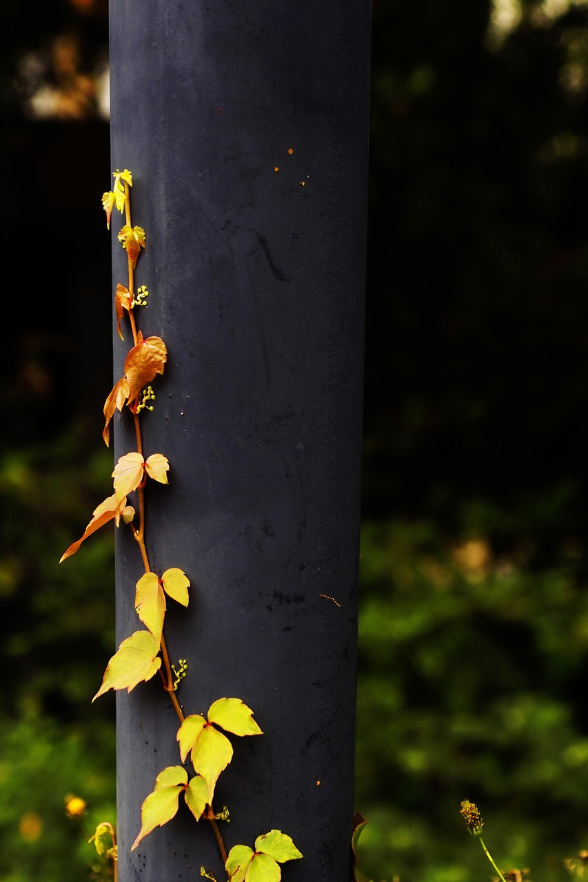 Parthenocissus Augalai, Vynmedis, Alpinizmas, Augalas, Vamzdis, Savybės, Ruduo, Nemokamos Nuotraukos,  Nemokama Licenzija