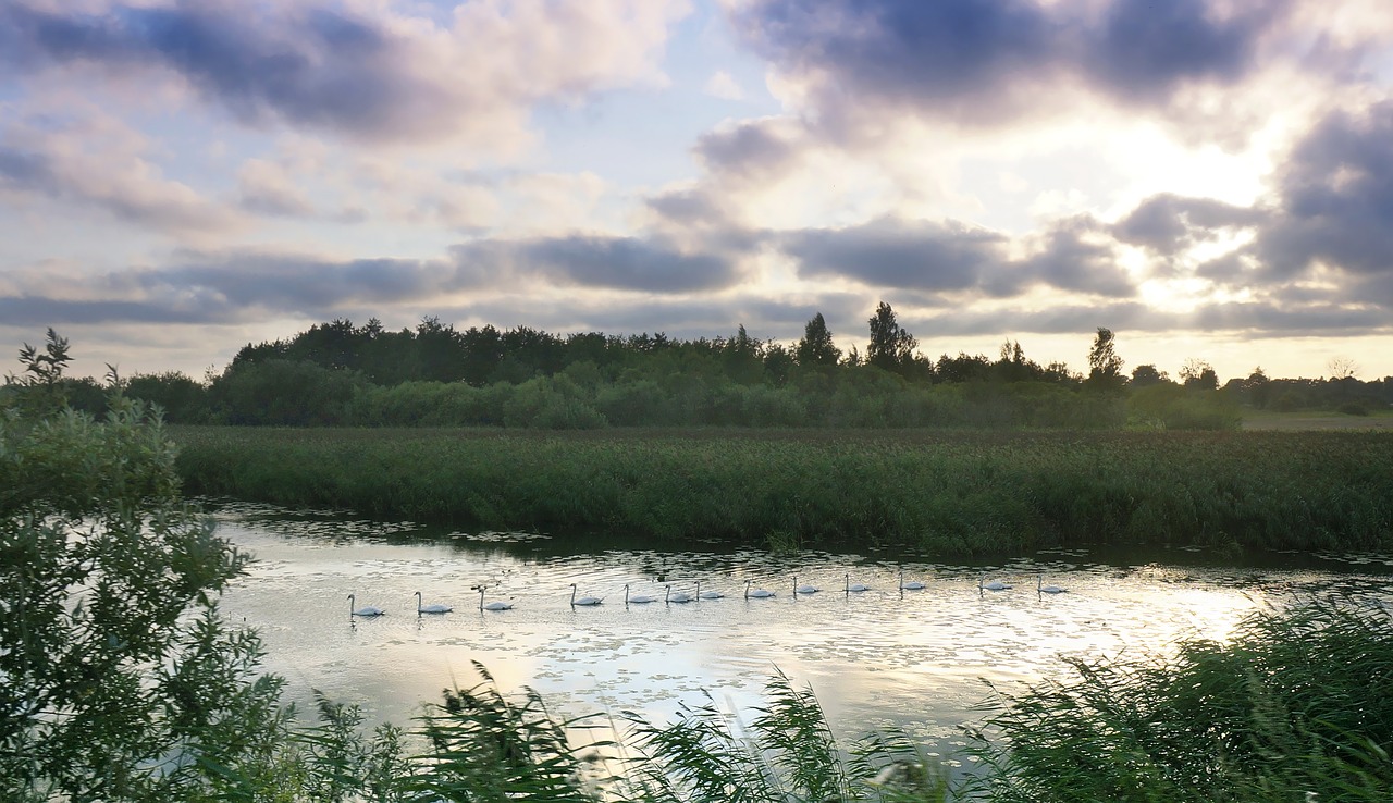 Debesuota,  Gulbių Gauja,  Saulėlydis Upėje,  Kvailas,  Gulbė,  Vandens Paukščiai,  Upės Krantas,  Debesuota Dangaus,  Per Debesus,  Tvenkinys Saulėlydžio Metu