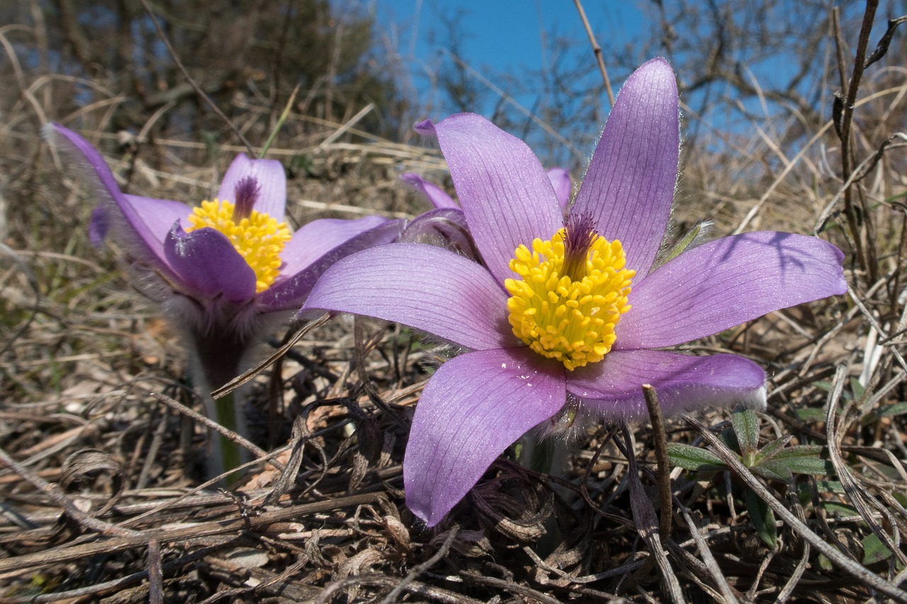 Pasque Gėlė, Pulsatilla, Gėlė, Pavasaris, Gamta, Pasqueflower, Augalas, Žiedas, Žydėti, Plaukuotas