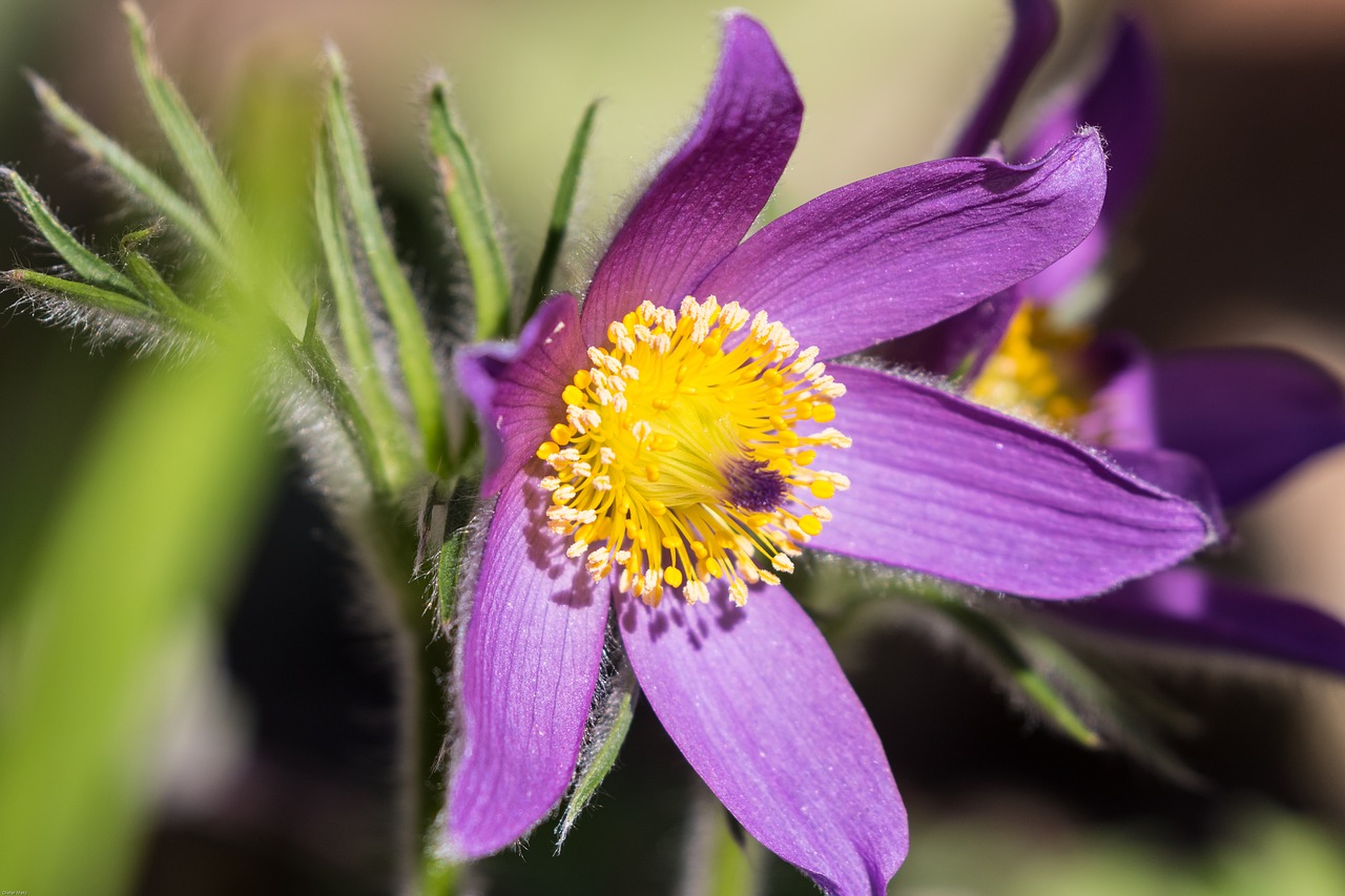 Pasque Gėlė, Pasqueflower, Gėlė, Sodas, Augalas, Pavasaris, Paprastas Pasque Gėlė, Gamta, Nemokamos Nuotraukos,  Nemokama Licenzija