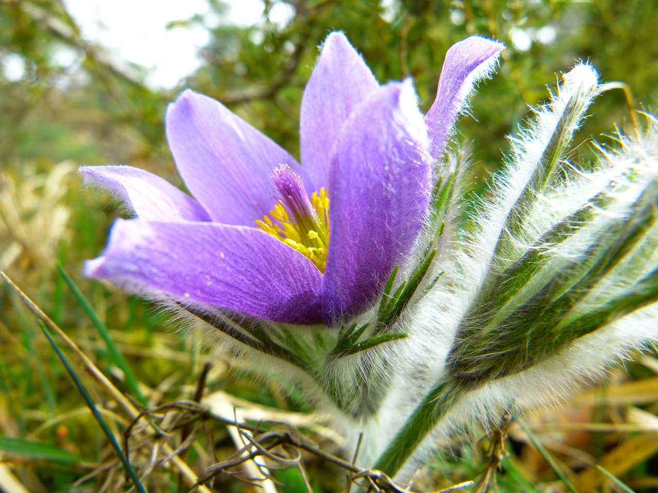 Pasque Gėlė, Paprastas Pasque Gėlė, Pulsatilla Vulgaris, Hahnenfußgewächs, Sausas Augalas, Gėlė, Pavasaris, Mėlynas, Violetinė, Nemokamos Nuotraukos