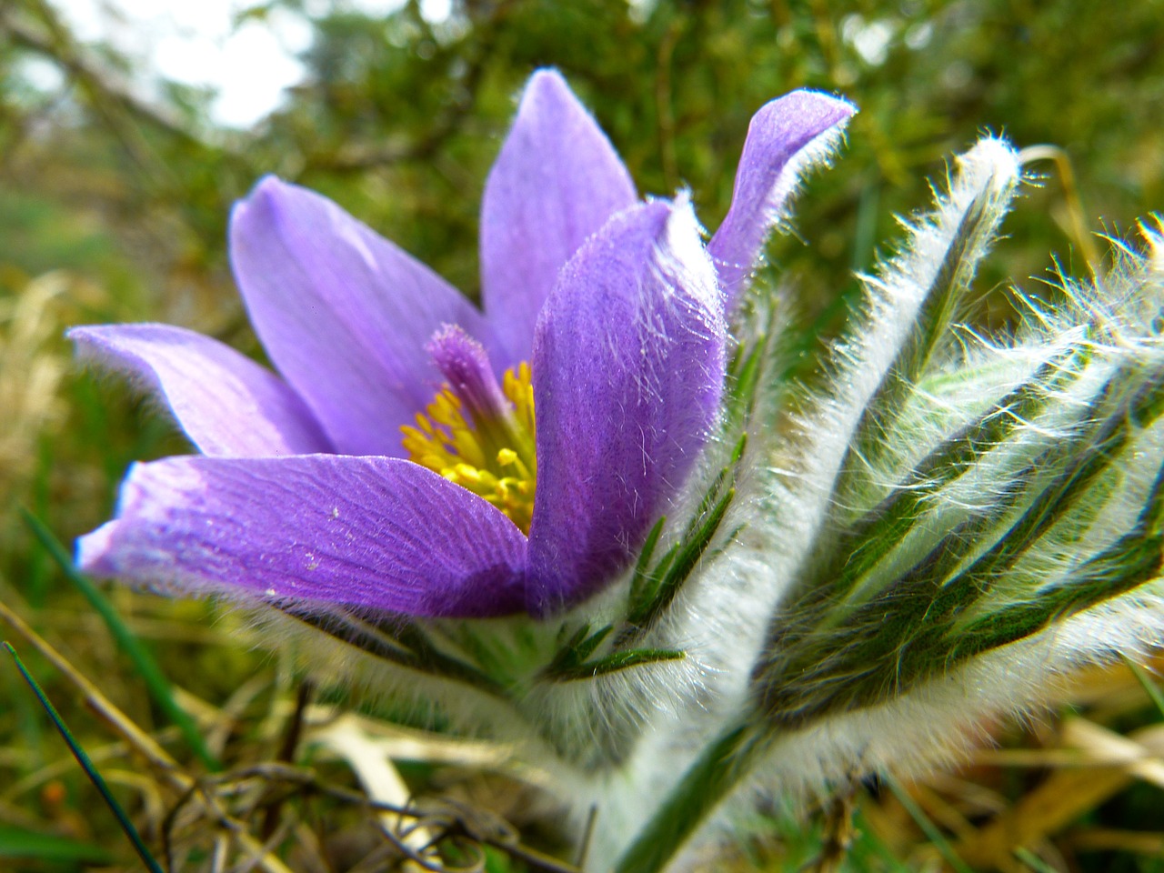 Pasque Gėlė, Paprastas Pasque Gėlė, Pulsatilla Vulgaris, Hahnenfußgewächs, Sausas Augalas, Gėlė, Pavasaris, Mėlynas, Violetinė, Nemokamos Nuotraukos