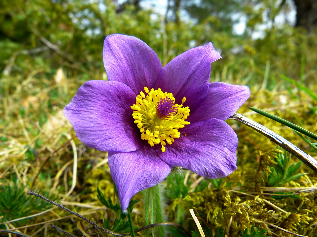 Pasque Gėlė, Paprastas Pasque Gėlė, Pulsatilla Vulgaris, Hahnenfußgewächs, Sausas Augalas, Gėlė, Pavasaris, Mėlynas, Violetinė, Nemokamos Nuotraukos