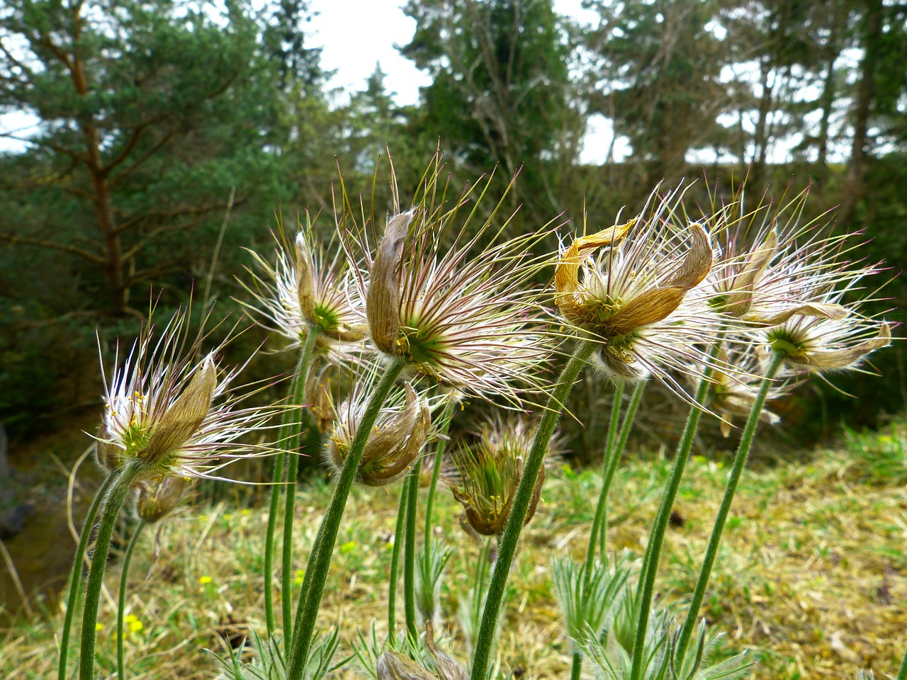 Pasque Gėlė, Paprastas Pasque Gėlė, Pulsatilla Vulgaris, Išblukęs, Hahnenfußgewächs, Sausas Augalas, Gėlė, Lotosas, Nemokamos Nuotraukos,  Nemokama Licenzija