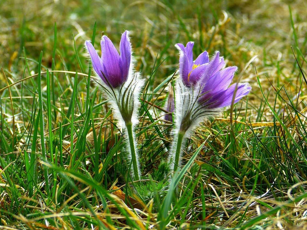 Pasque Gėlė, Paprastas Pasque Gėlė, Pulsatilla Vulgaris, Hahnenfußgewächs, Sausas Augalas, Gėlė, Pavasaris, Mėlynas, Violetinė, Nemokamos Nuotraukos