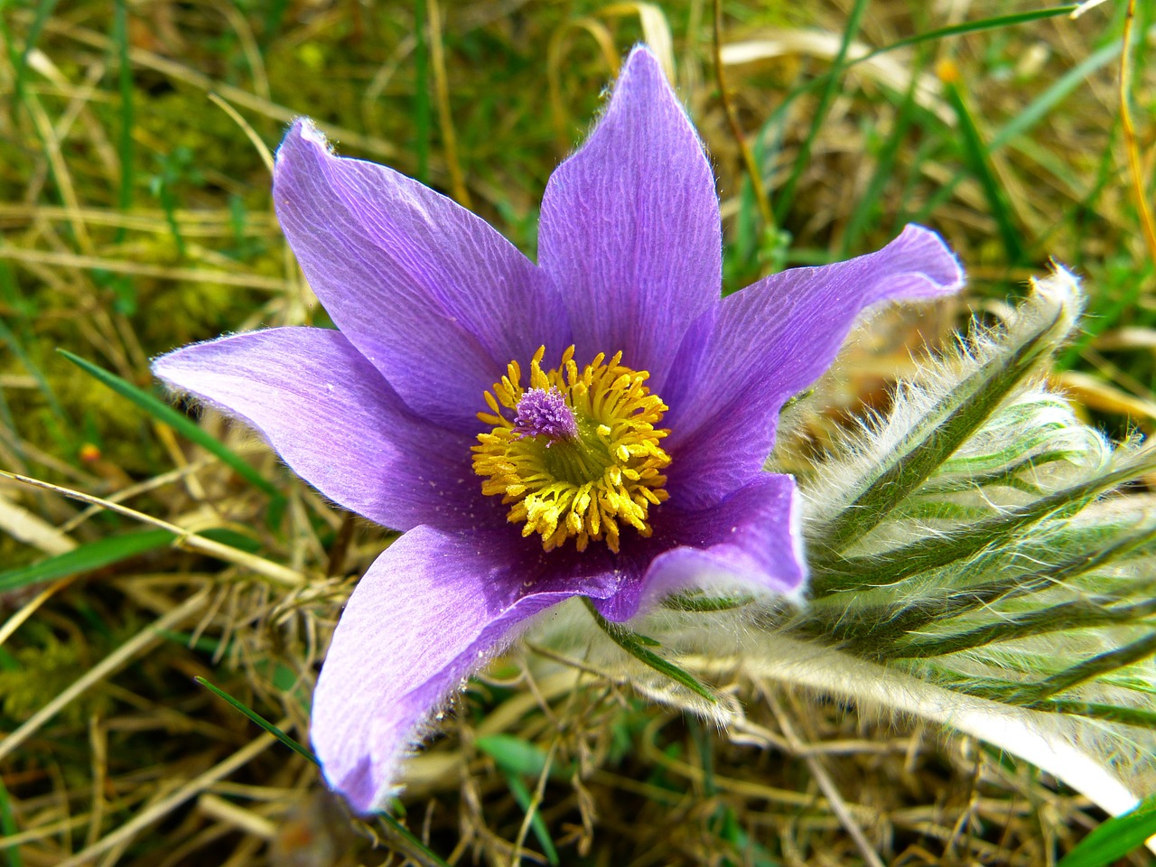 Pasque Gėlė, Paprastas Pasque Gėlė, Pulsatilla Vulgaris, Hahnenfußgewächs, Sausas Augalas, Gėlė, Pavasaris, Mėlynas, Violetinė, Nemokamos Nuotraukos