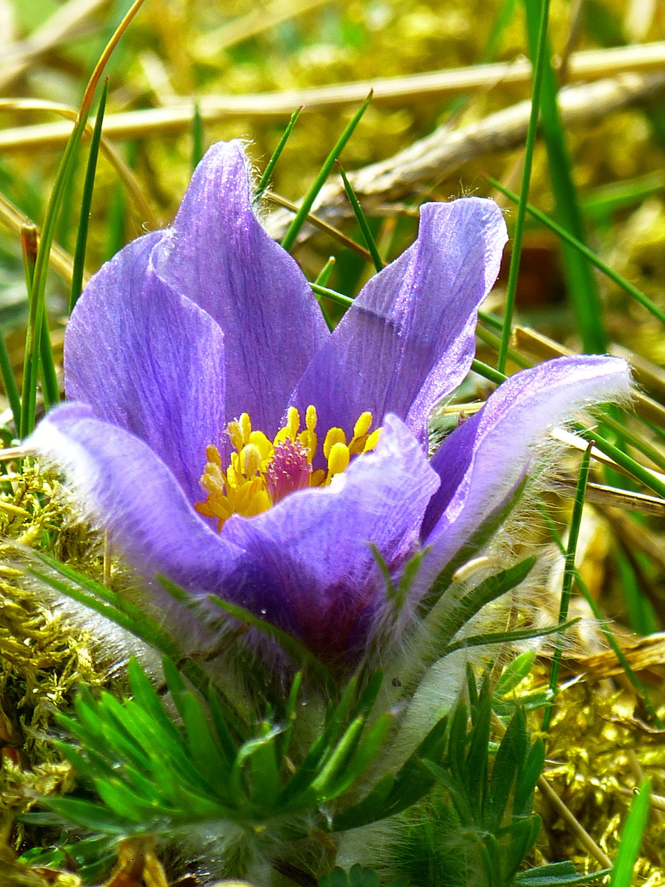 Pasque Gėlė, Paprastas Pasque Gėlė, Pulsatilla Vulgaris, Hahnenfußgewächs, Sausas Augalas, Gėlė, Pavasaris, Mėlynas, Violetinė, Nemokamos Nuotraukos