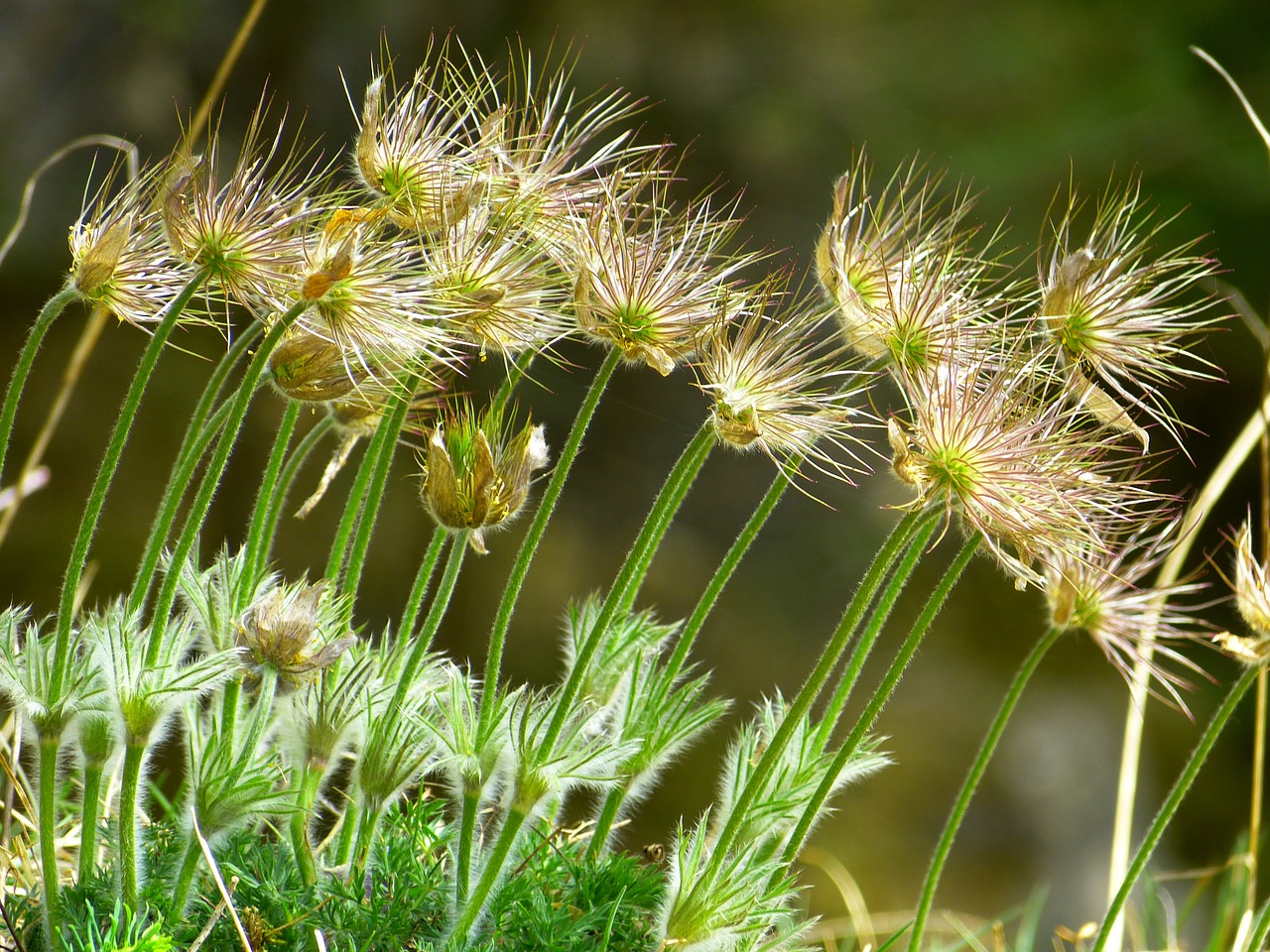 Pasque Gėlė, Paprastas Pasque Gėlė, Pulsatilla Vulgaris, Išblukęs, Hahnenfußgewächs, Sausas Augalas, Gėlė, Pavasaris, Mėlynas, Violetinė