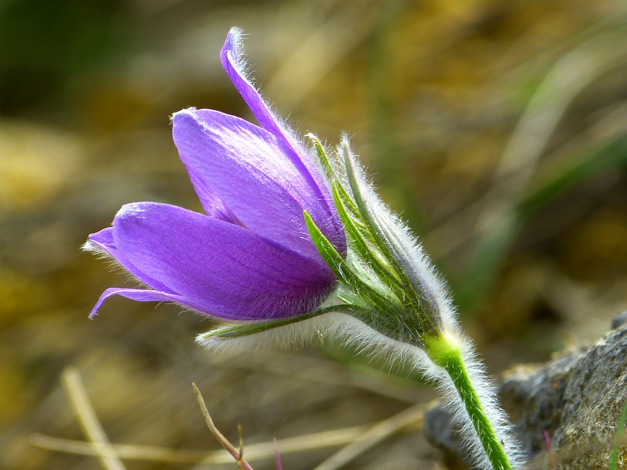 Pasque Gėlė, Žiedas, Žydėti, Gėlė, Violetinė, Mėlynas, Pasqueflower, Pulsatilla, Pavasaris, Sausas Augalas