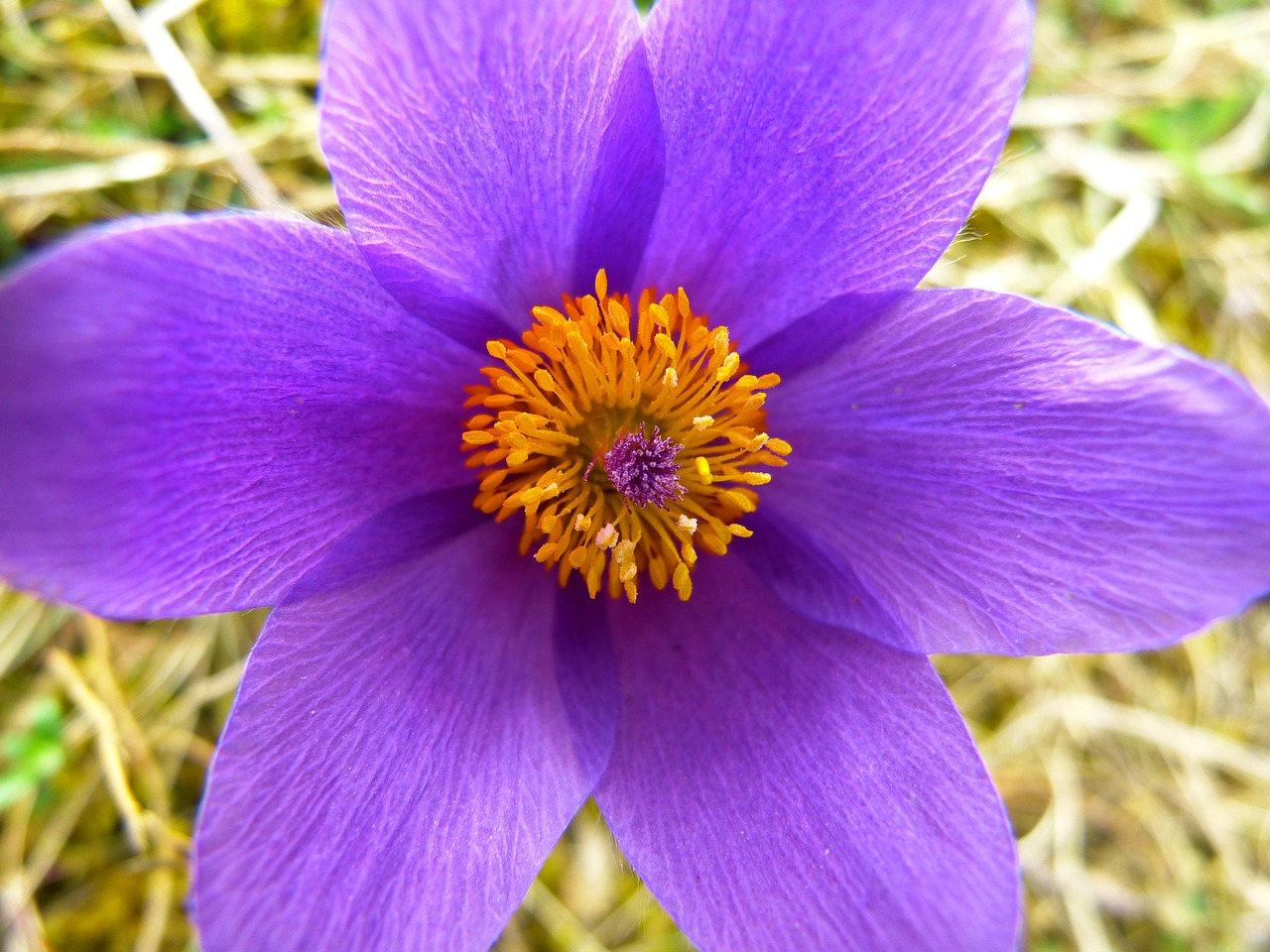 Pasque Gėlė, Žiedas, Žydėti, Gėlė, Violetinė, Mėlynas, Pasqueflower, Pulsatilla, Pavasaris, Sausas Augalas