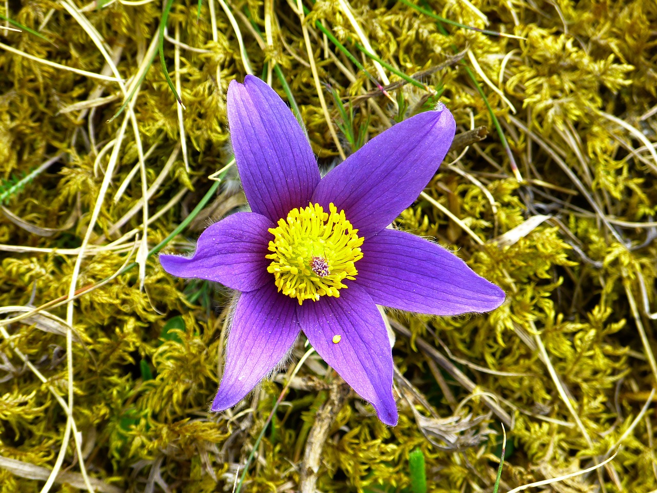 Pasque Gėlė, Žiedas, Žydėti, Gėlė, Violetinė, Mėlynas, Pasqueflower, Pulsatilla, Pavasaris, Sausas Augalas