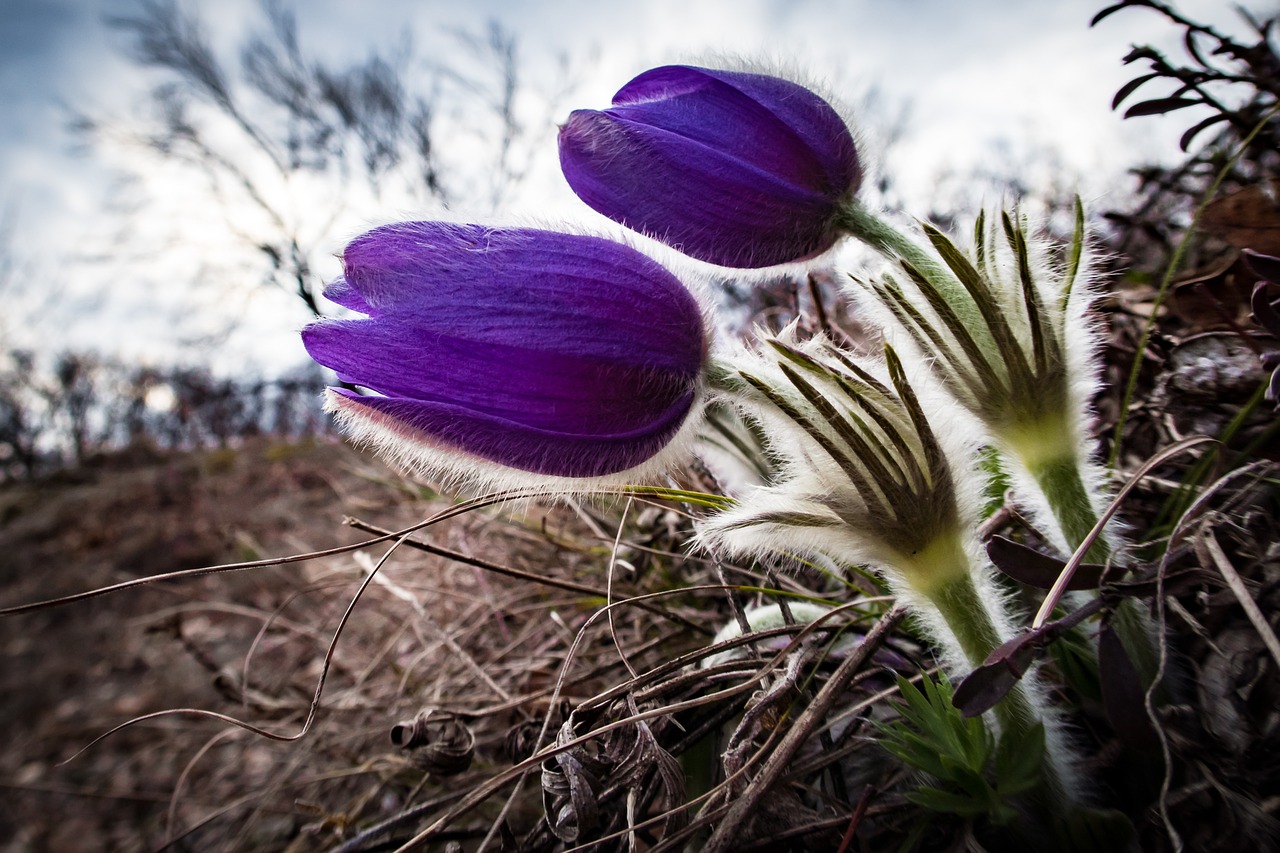 Pasqueflower, Pulsatilla, Gėlė, Gamta, Augalas, Pavasaris, Plaukuotas, Nemokamos Nuotraukos,  Nemokama Licenzija