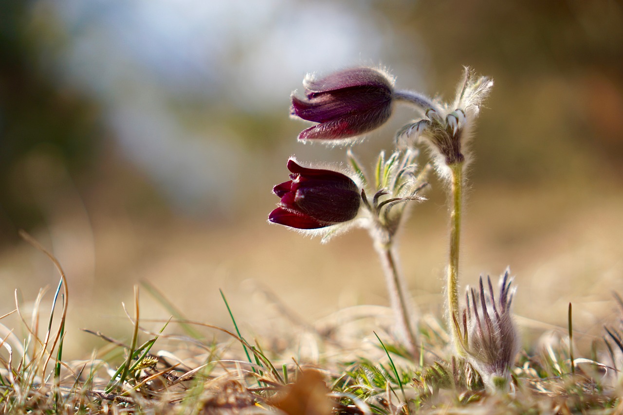 Pasqueflower, Pasque Gėlė, Pulsatilla Vulgaris, Augalas, Paprastas Pasque Gėlė, Makro, Gėlė, Gamta, Pavasaris, Žiedas