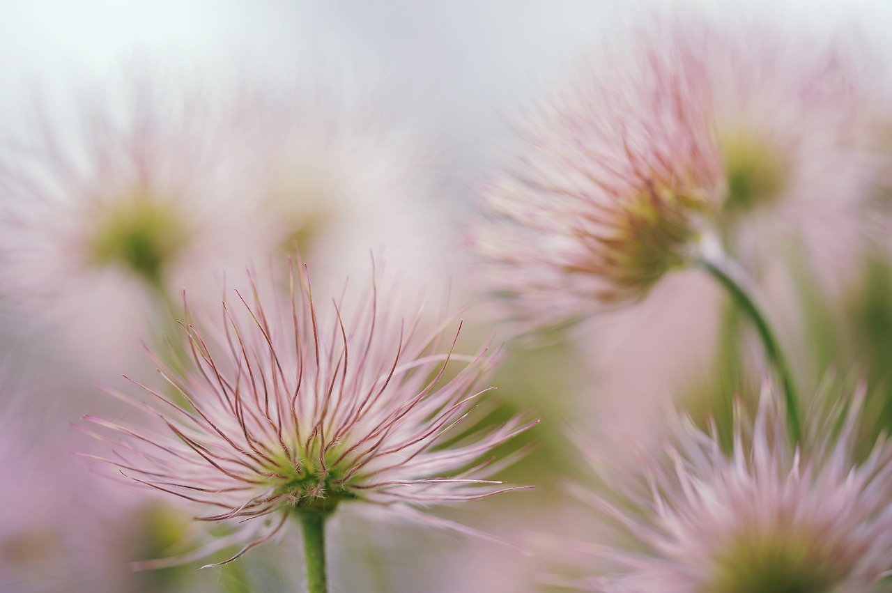 Pasqueflower, Žiedas, Žydėti, Išblukęs, Sėklos, Švelnus, Sodas, Uždaryti, Gėlė, Gamta